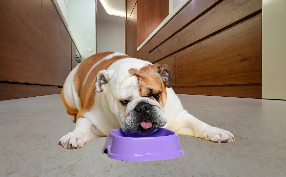Bulldog die op de grond ligt en hondenvoer eet in de keuken