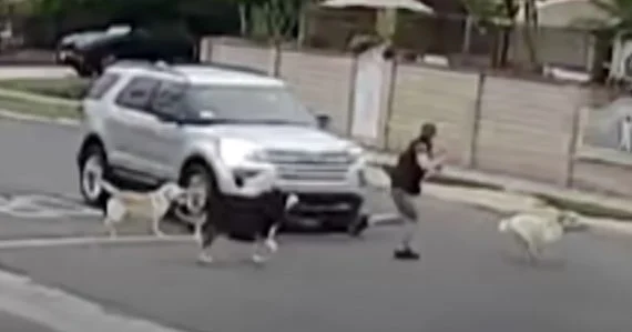 Honden uitlaten van een vrouw wanneer een auto door een kruispunt waait en niet stopt