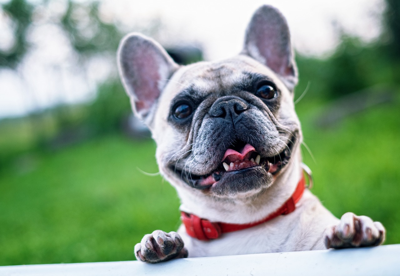 Veelgestelde vragen over Franse Bulldoggen als waakhonden