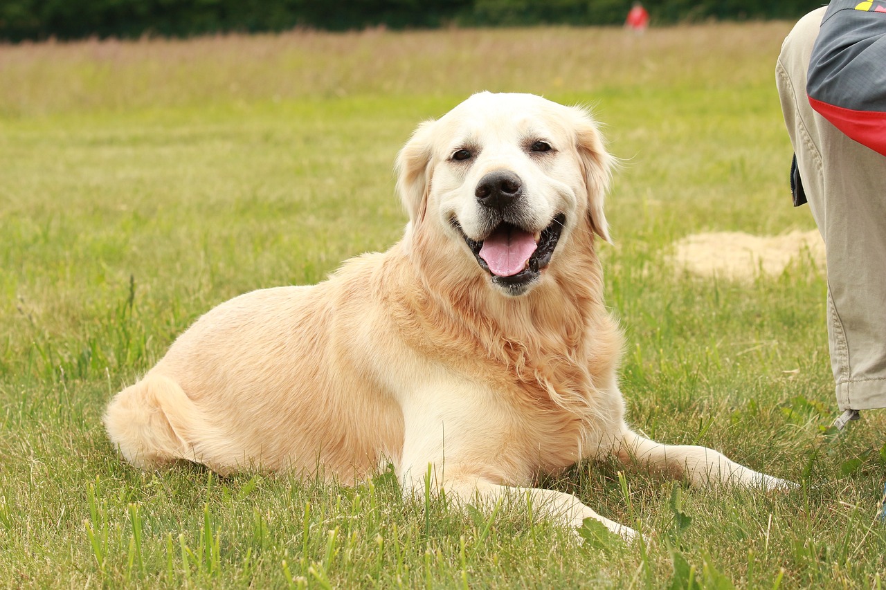 Veelgestelde vragen over Golden Retrievers As Guard Dogs
