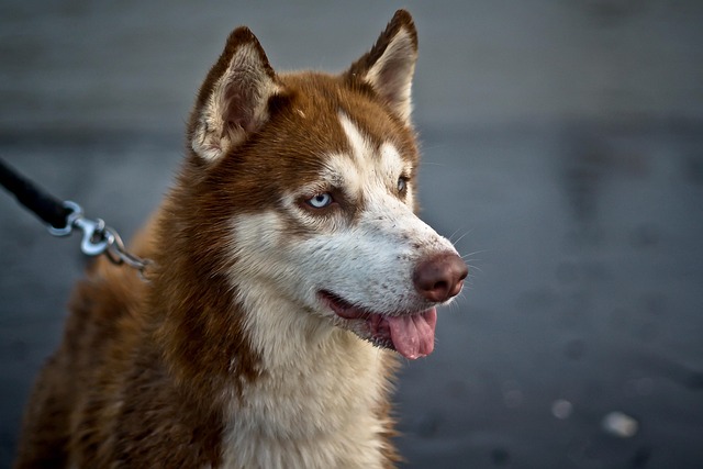 Veelgestelde vragen over Huskies As Guard Dogs