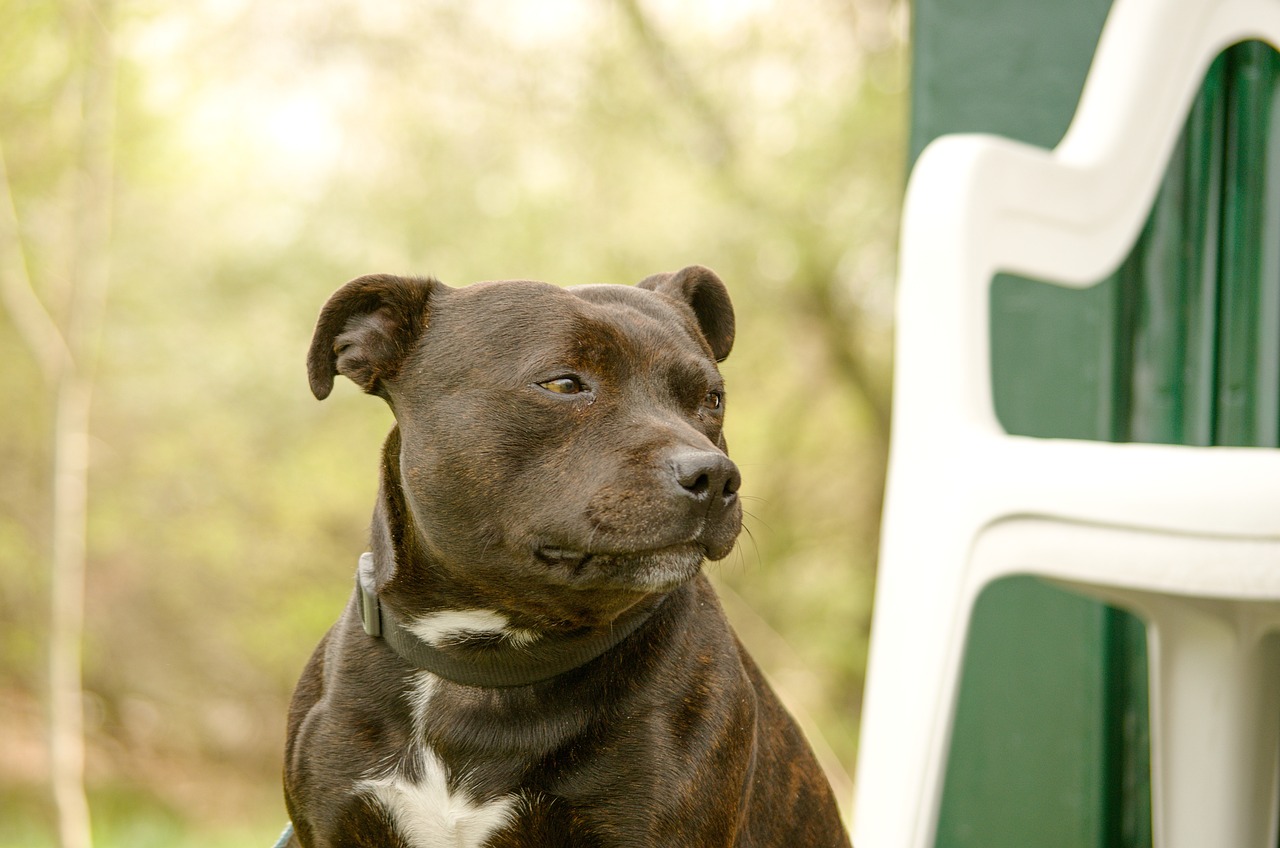 Veelgestelde vragen over Staffordshire Bull Terriers As Guard Dogs