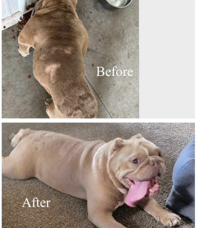 Voor en na bulldog redding