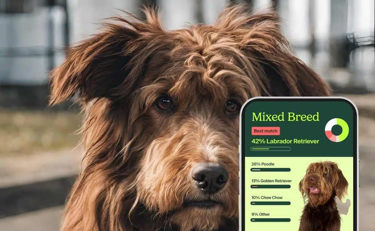 bruine ruige hond met Know Your Pet DNA By Ancestry resultaten op app