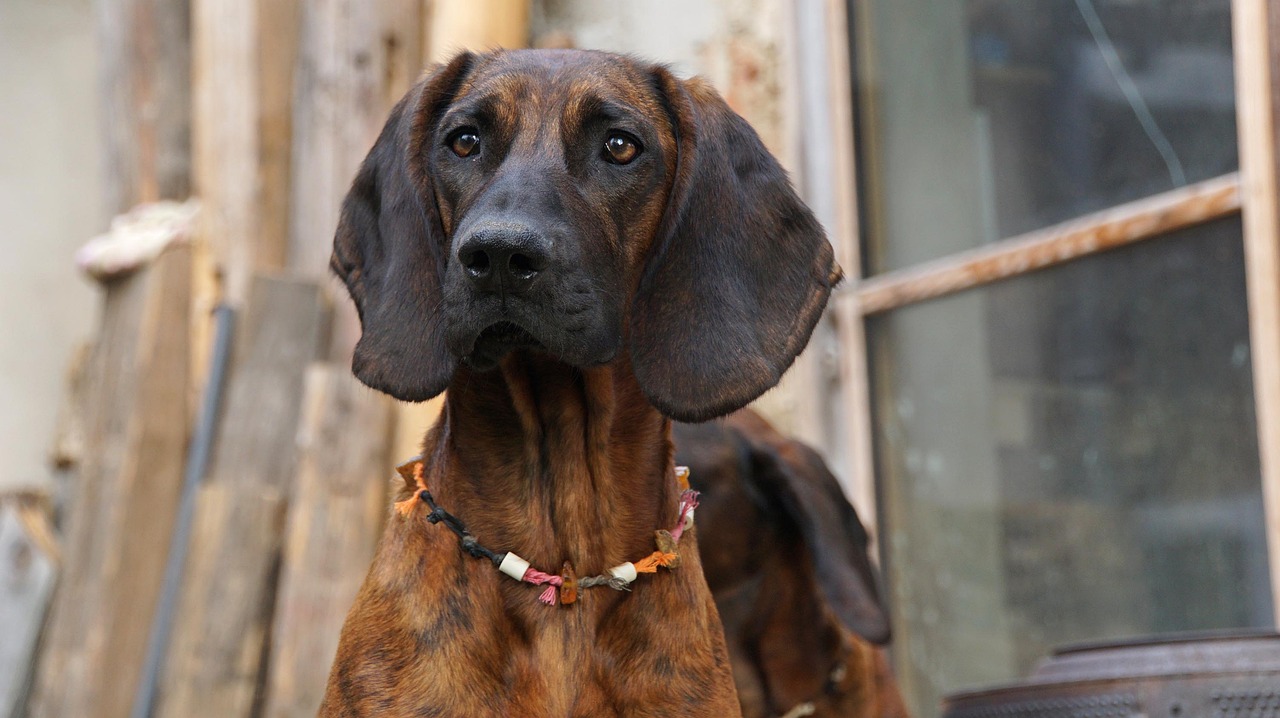 Kosten van een Bloodhound Puppy per Amerikaanse regio [2023]