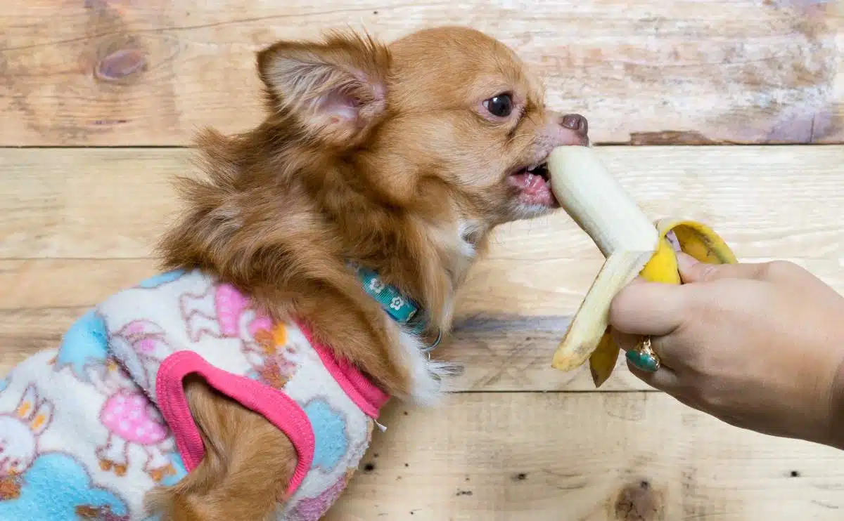 hond die gepelde banaan uit vrouwenhand eet