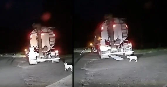 Man stapt uit om een gedumpte hond te controleren en ze springt in de vrachtwagen