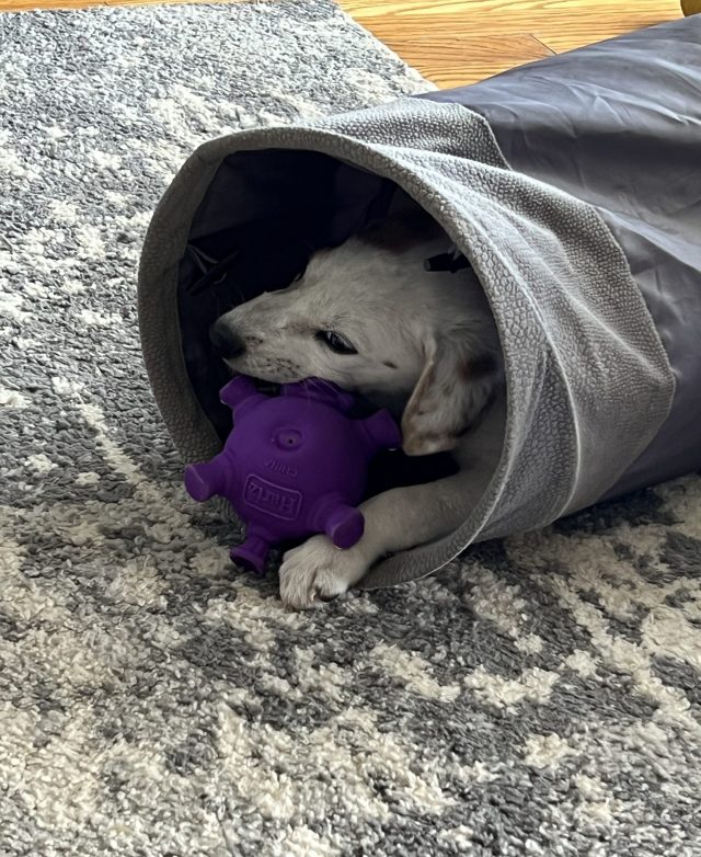 Puppy spelen in tunnel