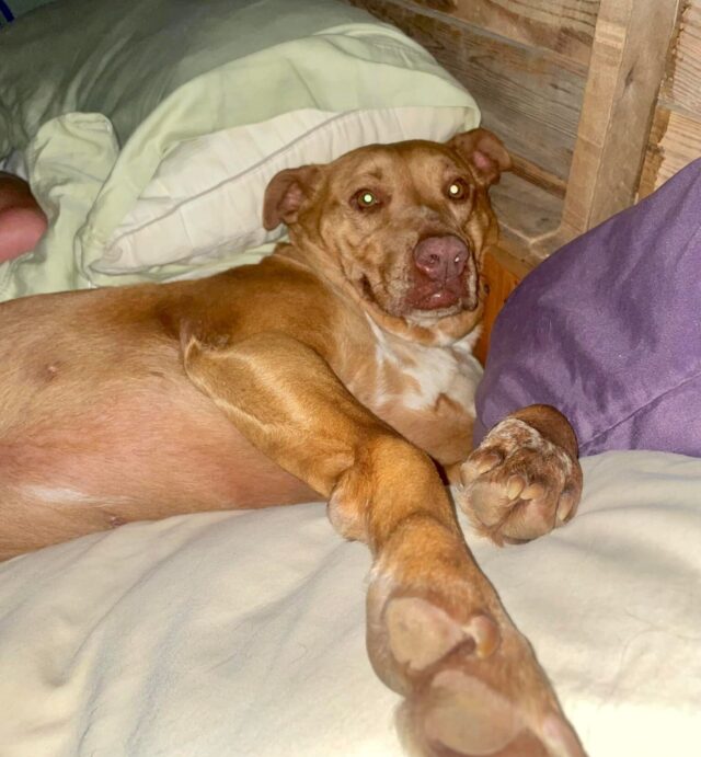 Hond ontspannen in bed
