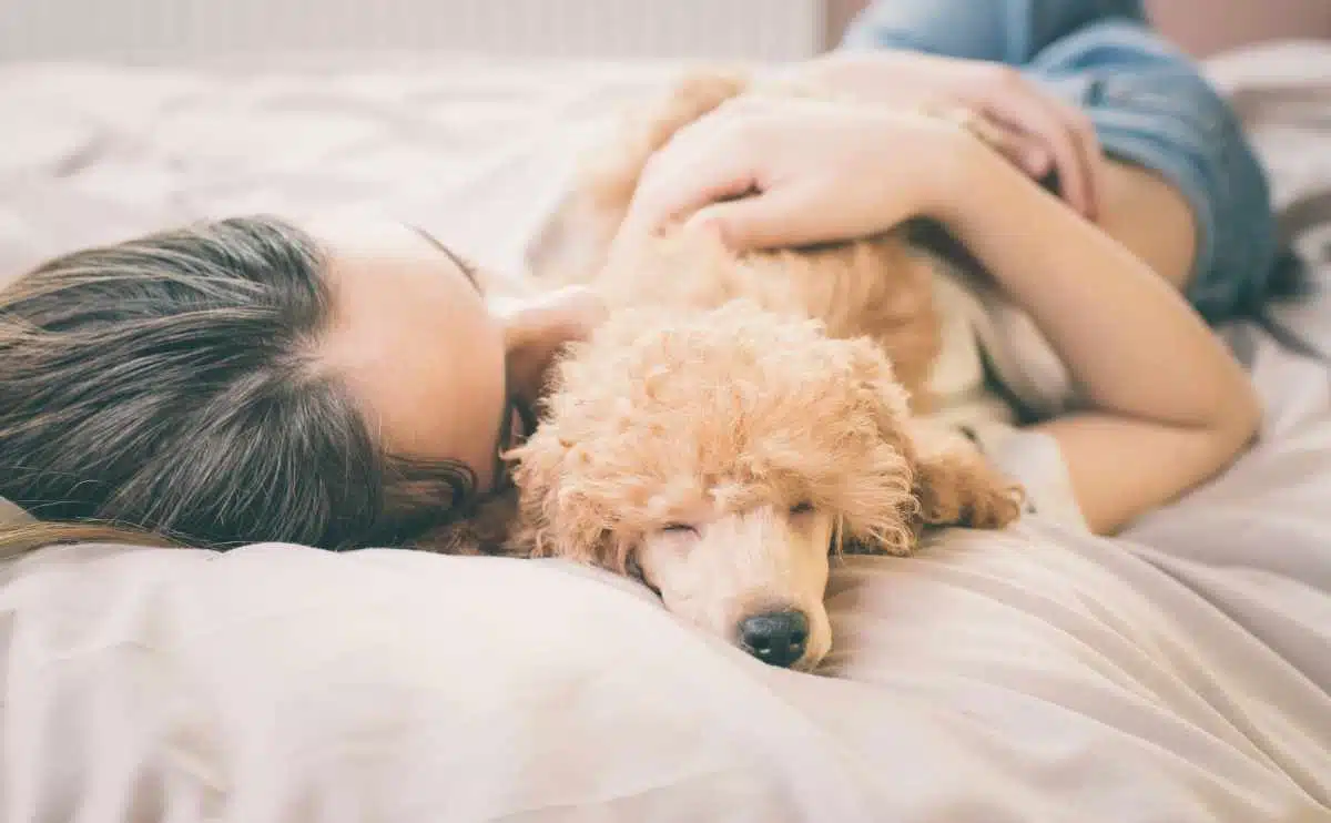 De jonge vrouw ligt en slaapt met poedelhond in bed die zieke hond troost.