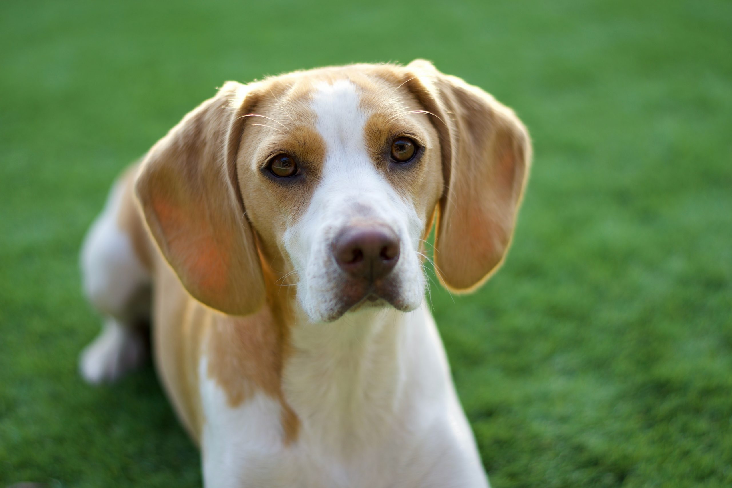 Wat is de bijtkracht van een Beagle en doet het pijn?