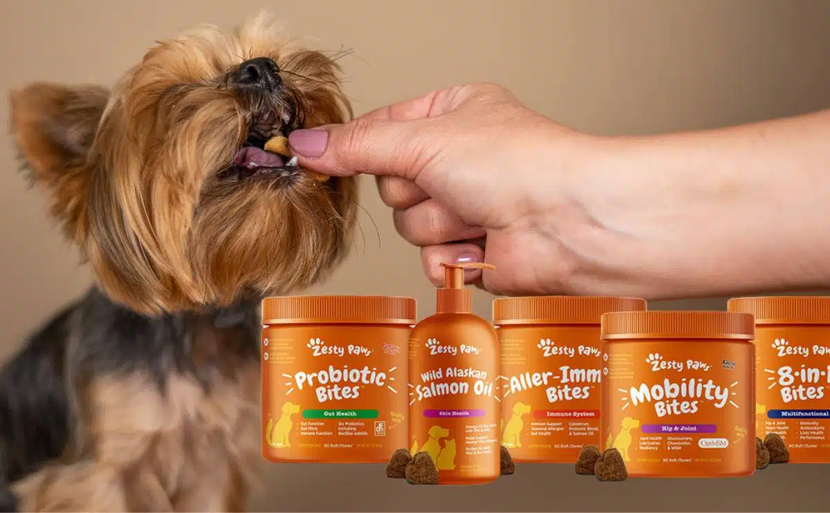 yorkie hond die een kauwtablet eet met Zesty Paws-pakketten vooraan