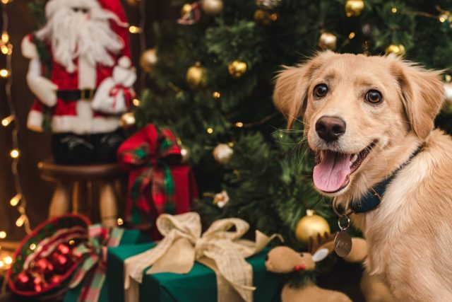 Hond die Kerstboom bewondert