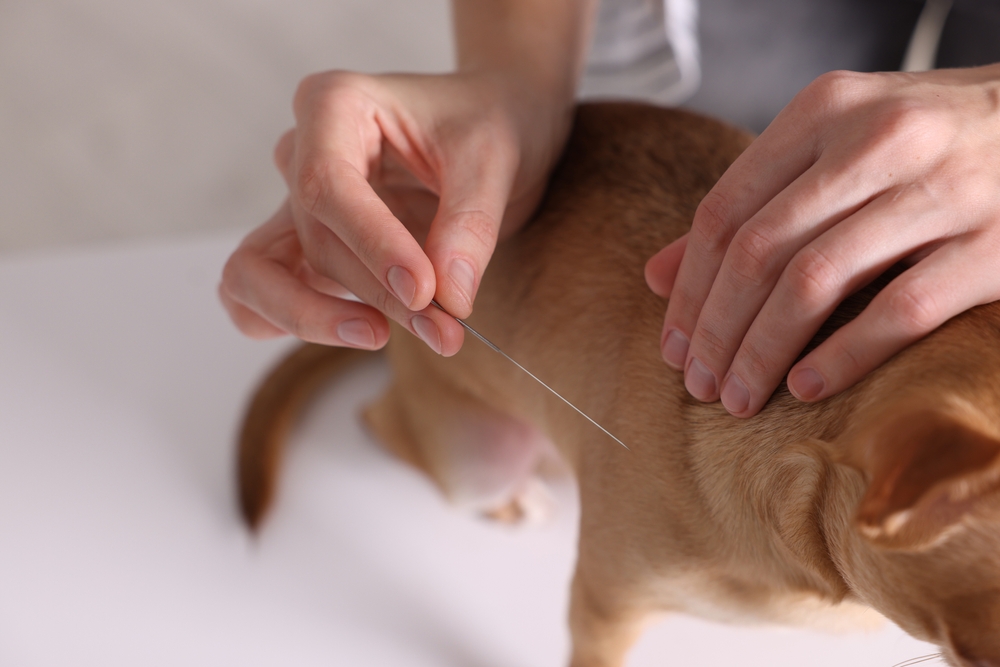 Acupunctuur voor hondenallergieën