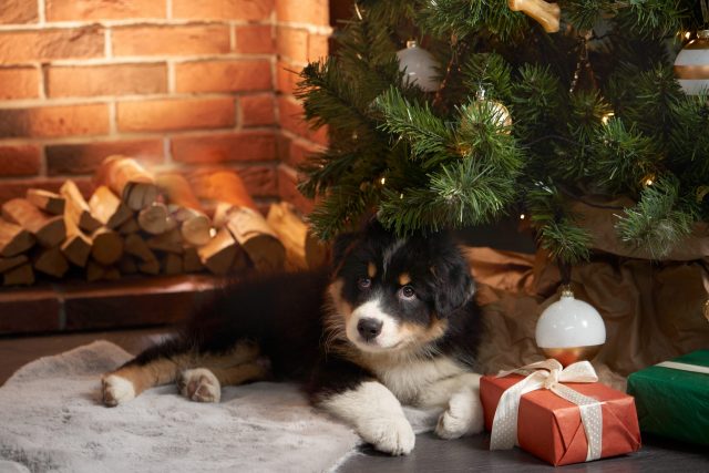 Puppy onder Kerstboom