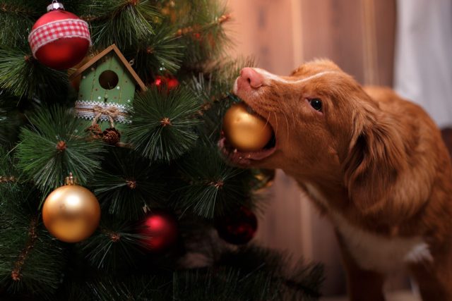 Het kauwen van de hond Kerstmisornament