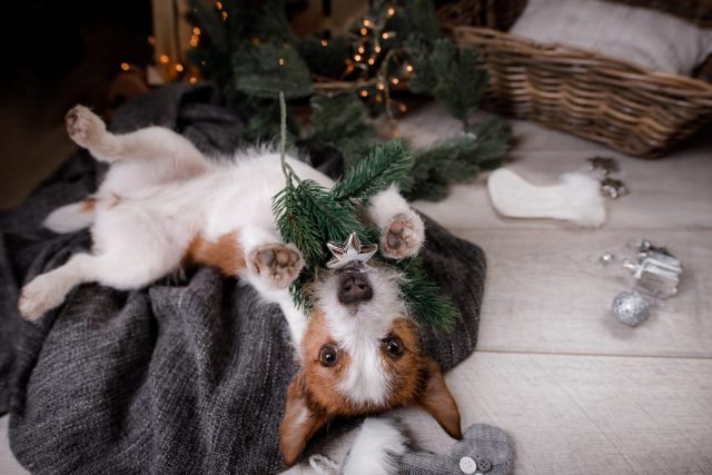 Hond die Kerstboom verknoeit