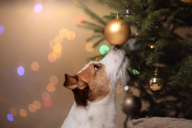Hond die Kerstmisornament snuift