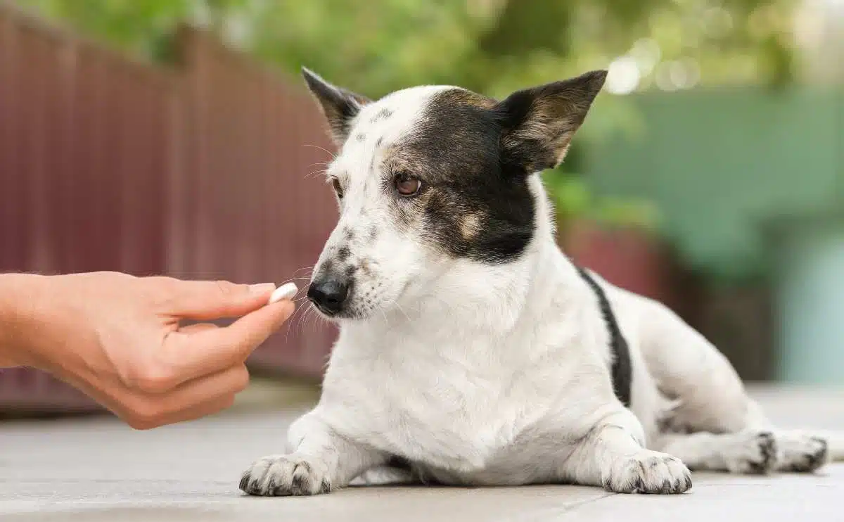 De eigenaar geeft leuke kleine zwart-witte hond die op de grond ligt medicijnpillen voor artritis