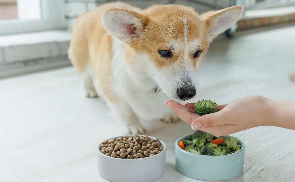 Een corgi snuffelende hand met broccoli en hondenvoer met beperkte ingrediënten.
