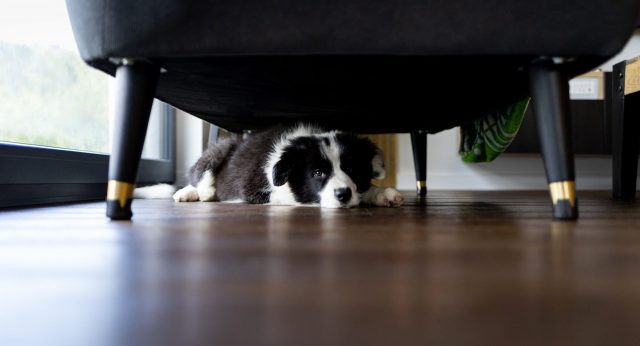 Hond die zich onder meubilair verbergt