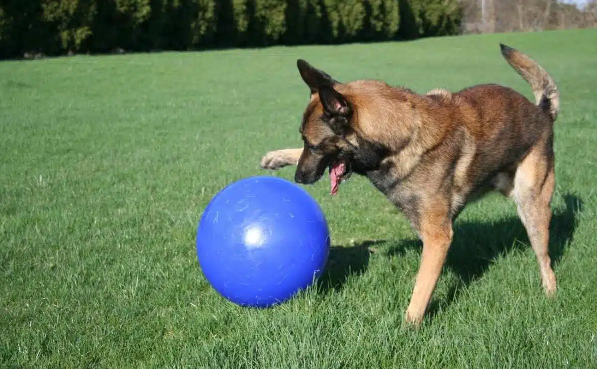 Het spelen van de hond met een het drijven bal in het gras