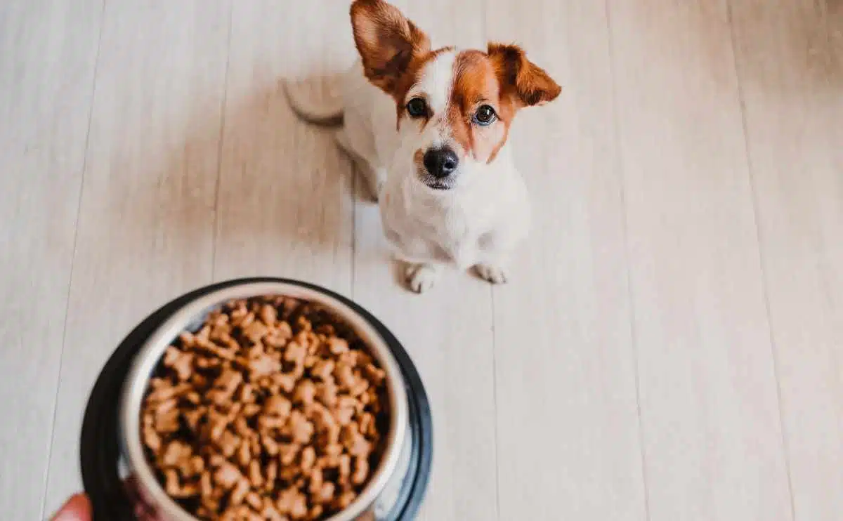 Leuke kleine Jack Russell-hond thuis die wacht om zijn voedsel in een kom te eten