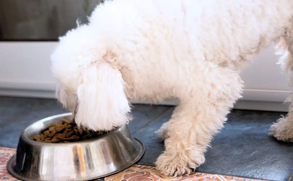 Standaard witte poedel die brokjes uit een hondenbak eet