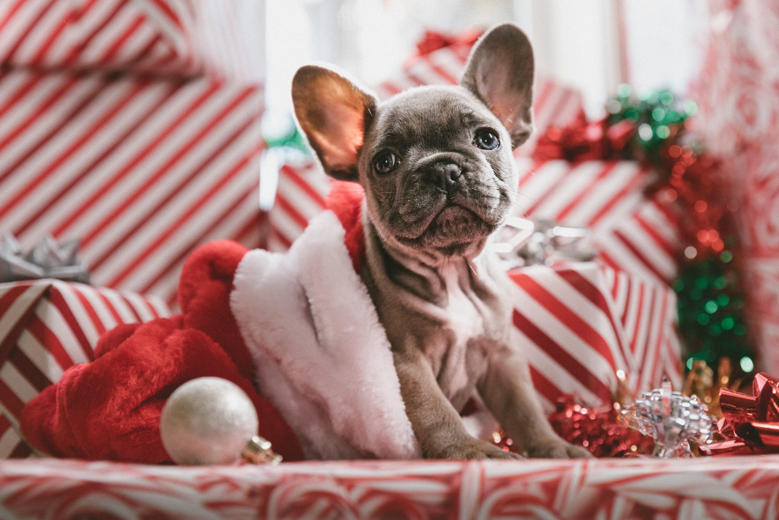 Cadeaugids voor de feestdagen: 10 cadeau-ideeën voor de hondenliefhebber in je leven