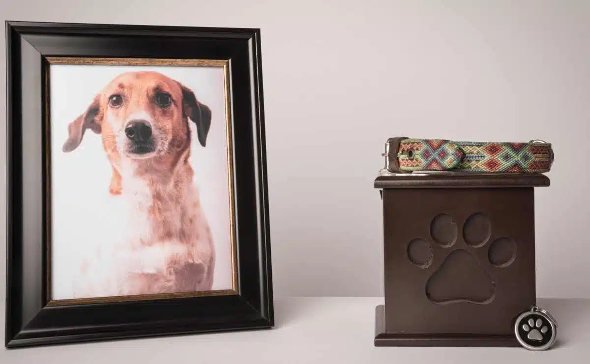 urn met een puppy print op het een kleurrijke riem ernaast een foto van de puppy op een witte achtergrond