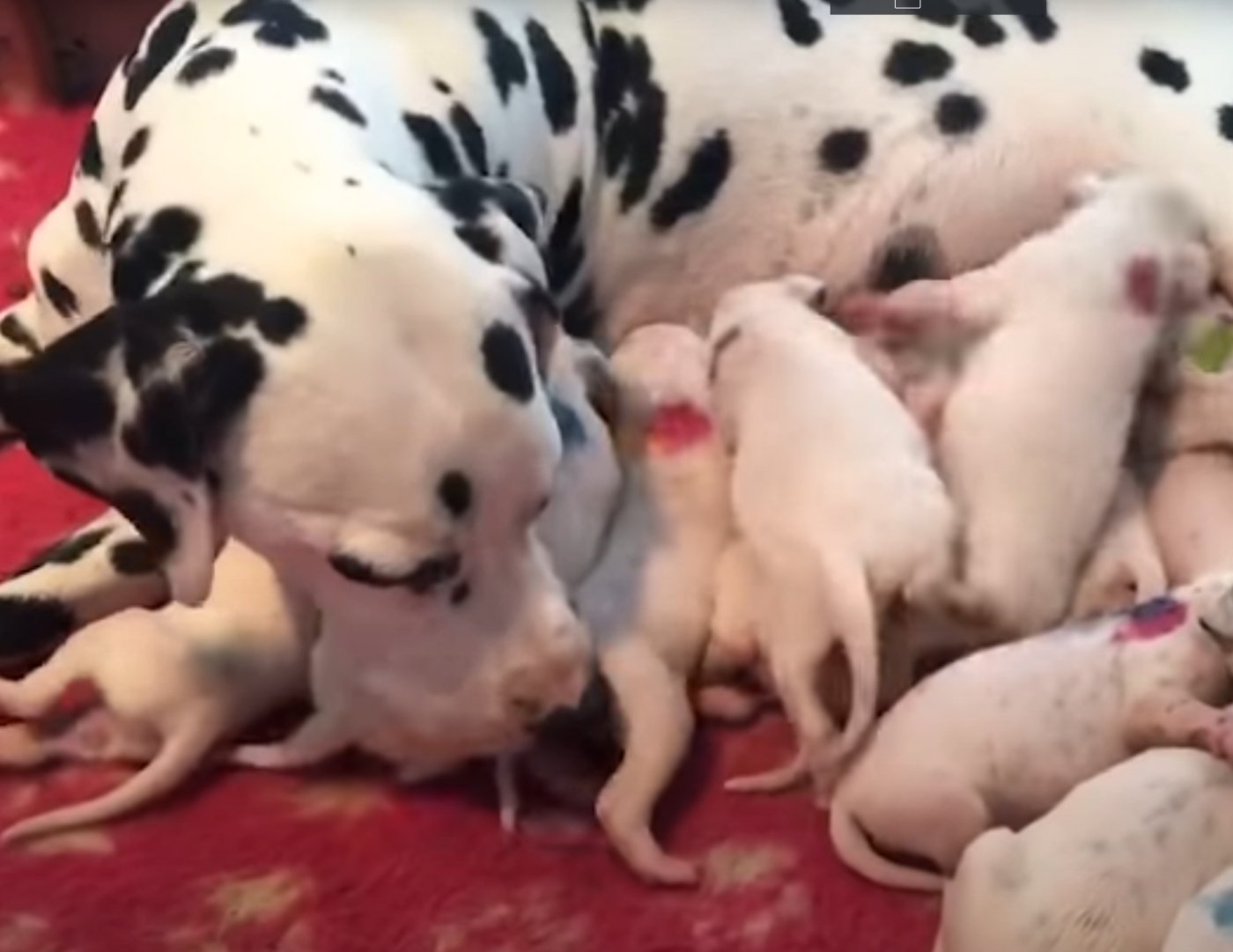 Dierenarts zegt dat Dalmatische mama 3 pups zal krijgen, maar Moeder Natuur heeft andere ideeën