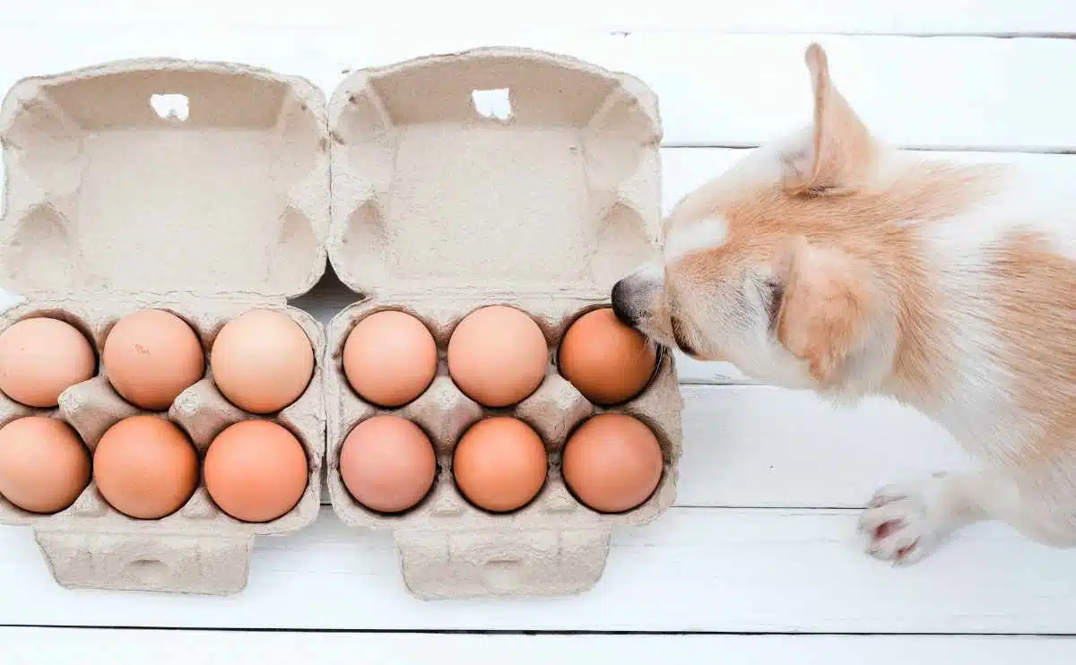 Bruine hond die een karton van eieren snuiven