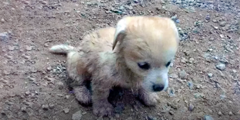 Verdrinkende puppy leidt man naar vrouw die 'de liefde van zijn leven' zou worden
