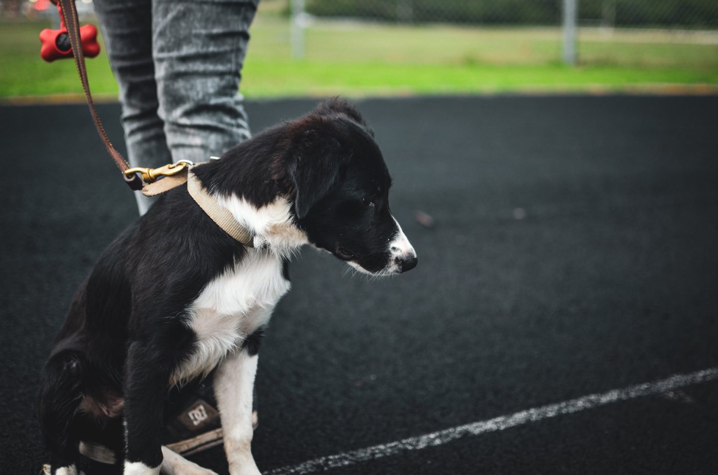 10 hondenrassen met het beste uithoudingsvermogen voor lange wandelingen