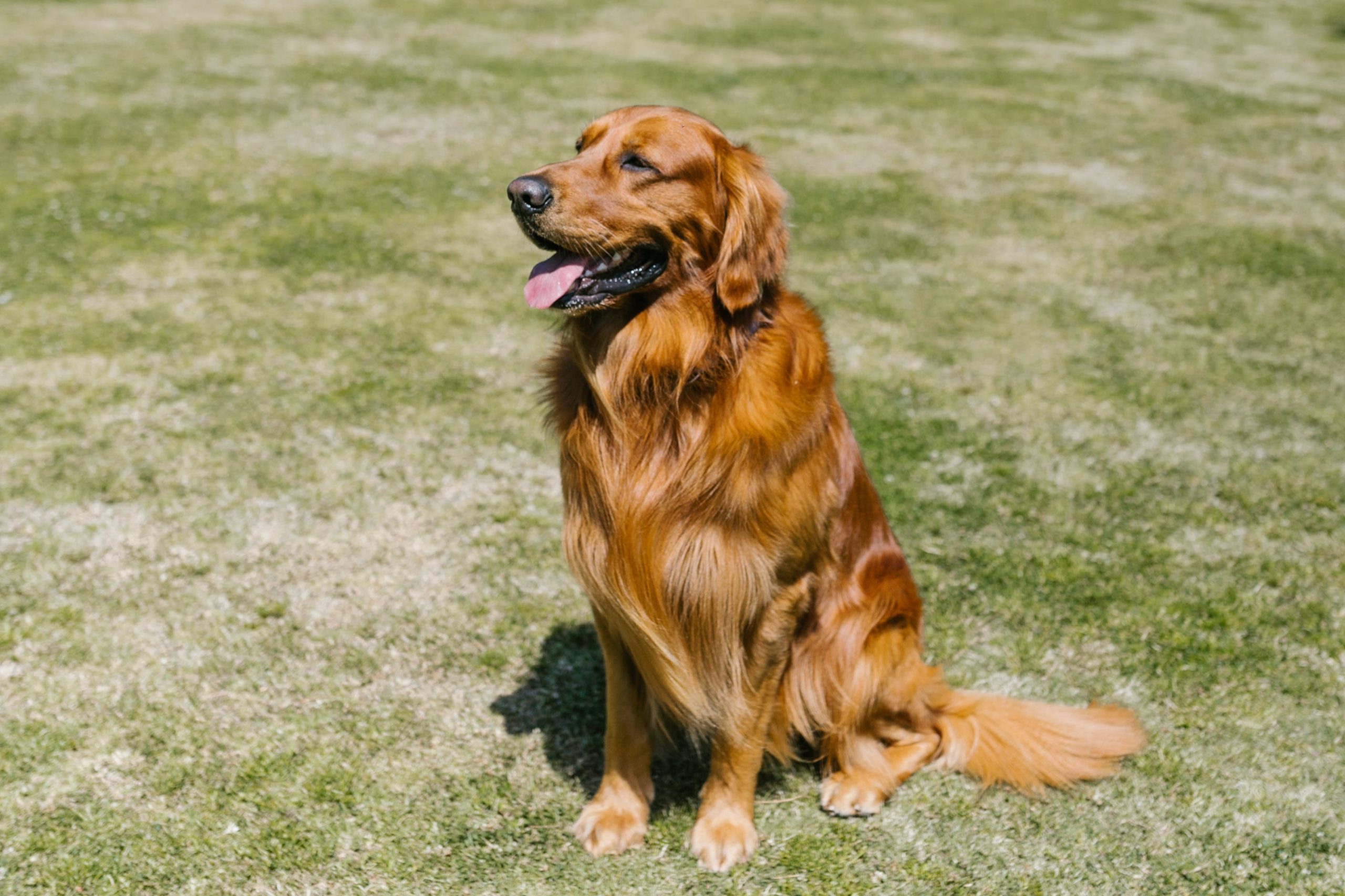12 hondenrassen geschikt voor mensen met sensorische verwerkingsstoornissen