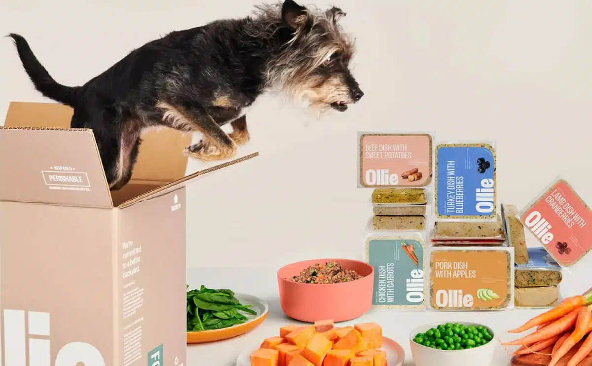 Hond in een Ollie doos met voedselingrediënten op borden en Ollie voedselverpakkingen.