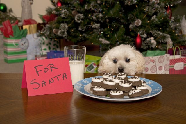 Kleine hond die Kerstmiskoekjes steelt