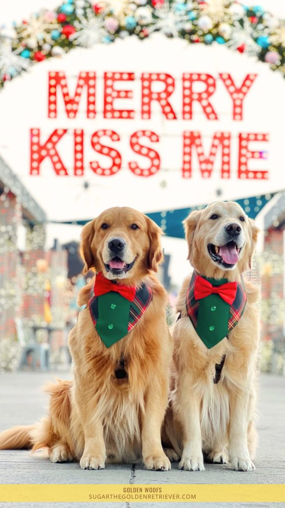 Merry Kiss Me Dana Point Harbor CA feestelijke hond foto's
