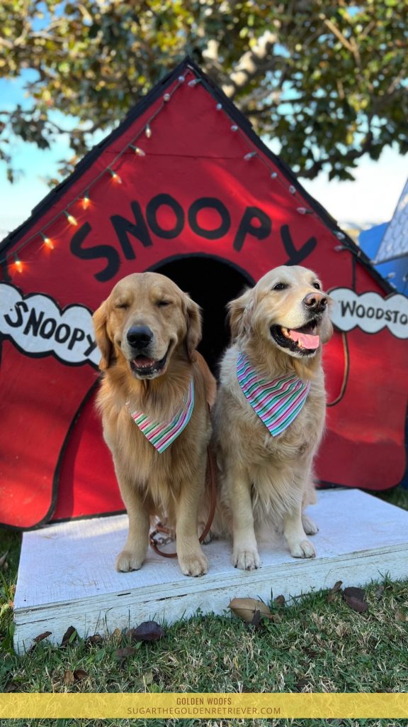 Snoopy Christmas at Costa Mesa - beste kerstversieringen voor feestelijke hondenfoto's