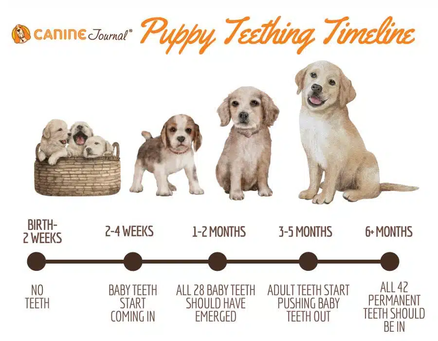 Grafiek tandjes van puppy's.