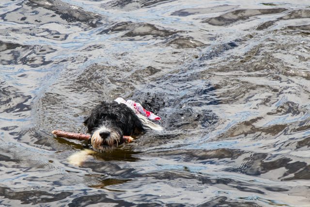 Portugees Water Hond zwemmen