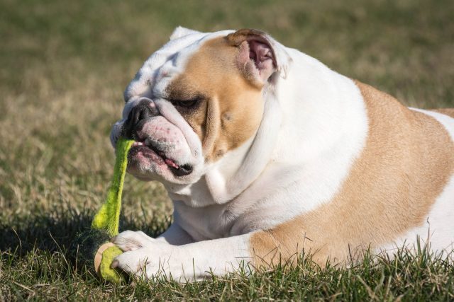Engelse Bulldog die tennisbal vernietigt