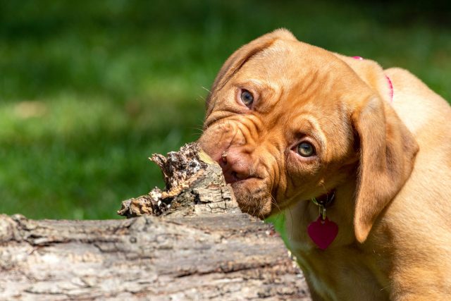 Mastiffpuppy kauwen op hout