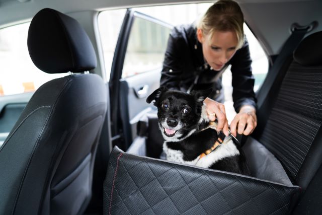 Vastgespende hond in auto