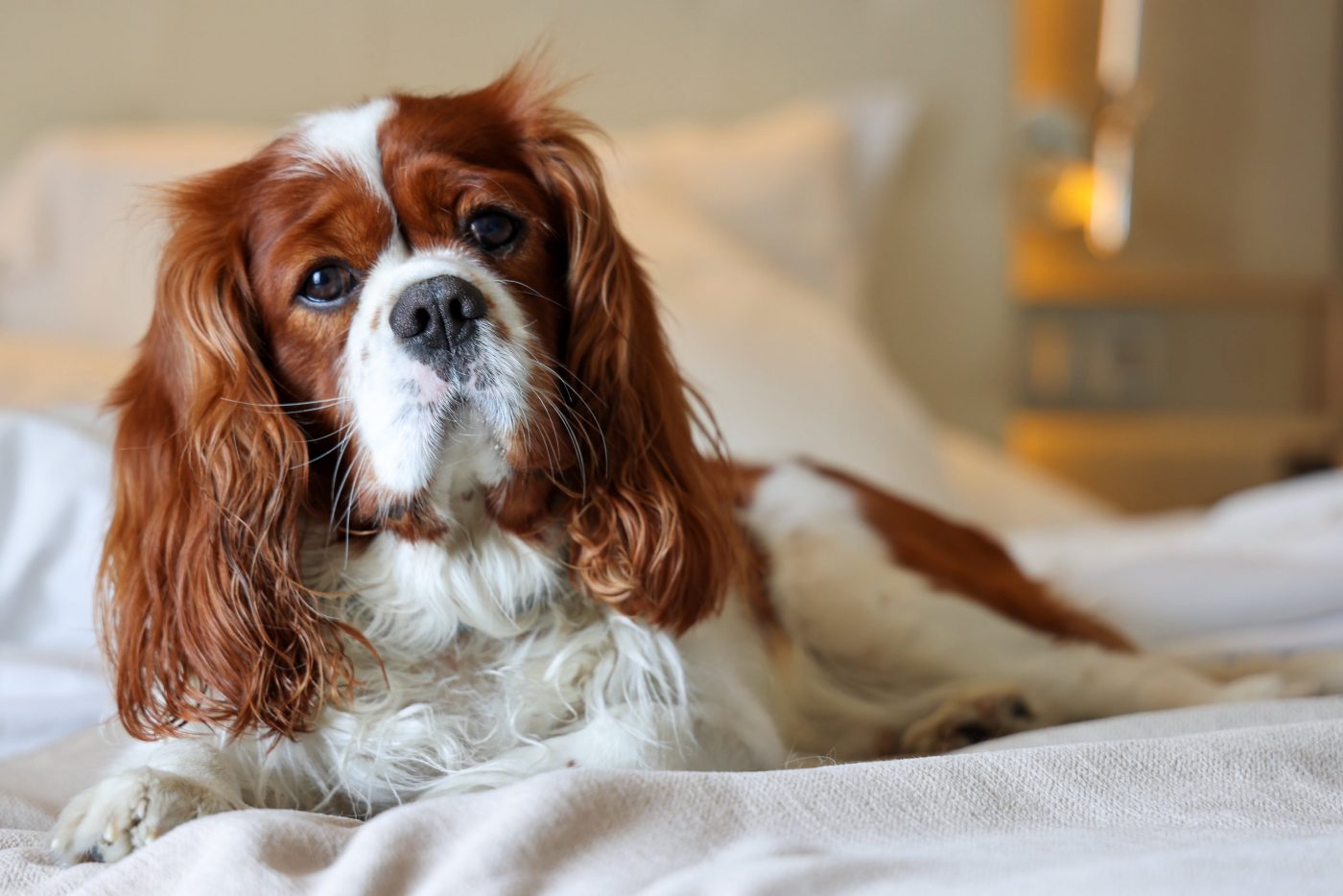 7 beste hondenrassen voor enthousiaste lezers en schrijvers