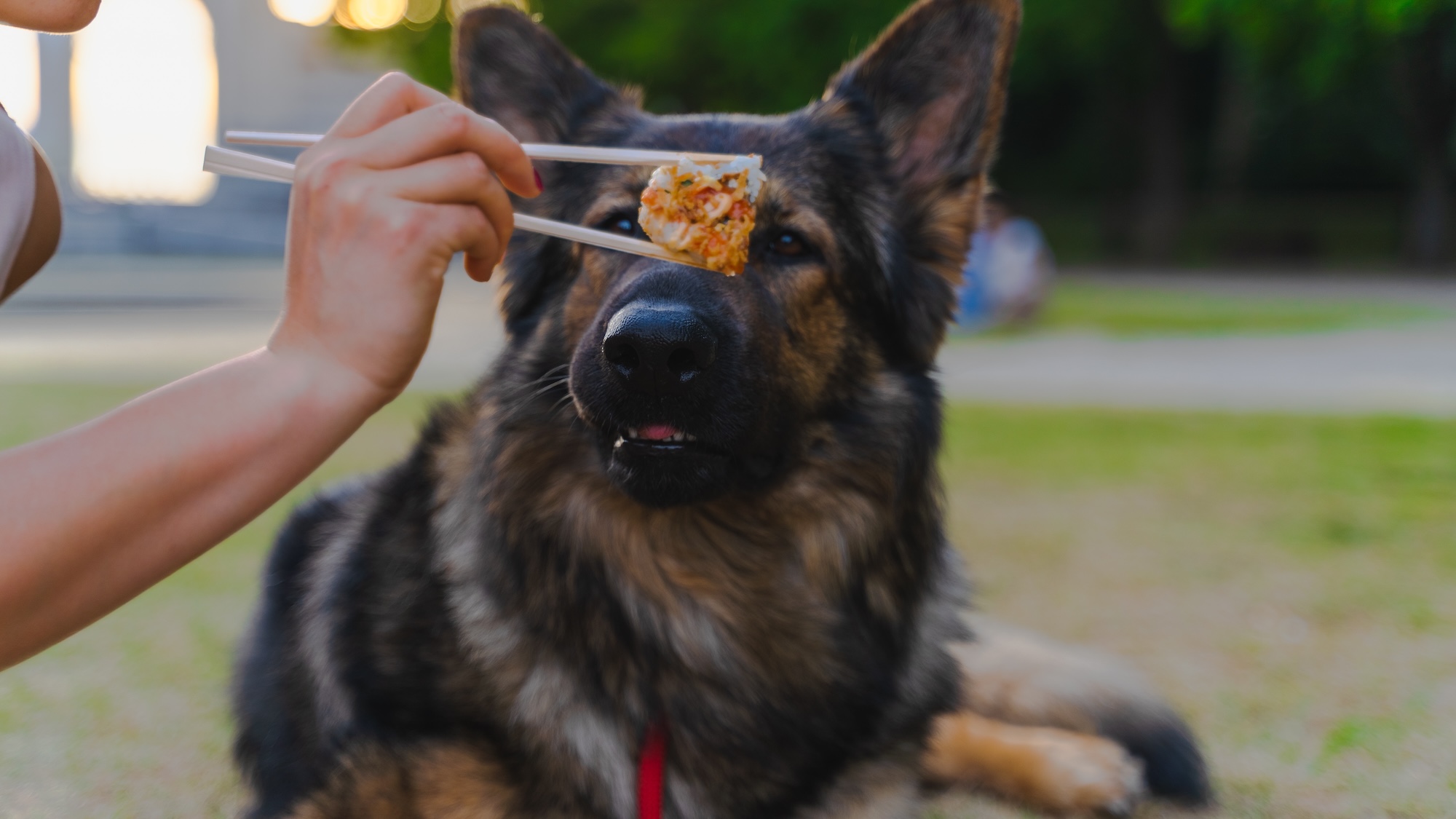 Bark & Bite: een gids voor het bereiden van maaltijden voor u en uw pup