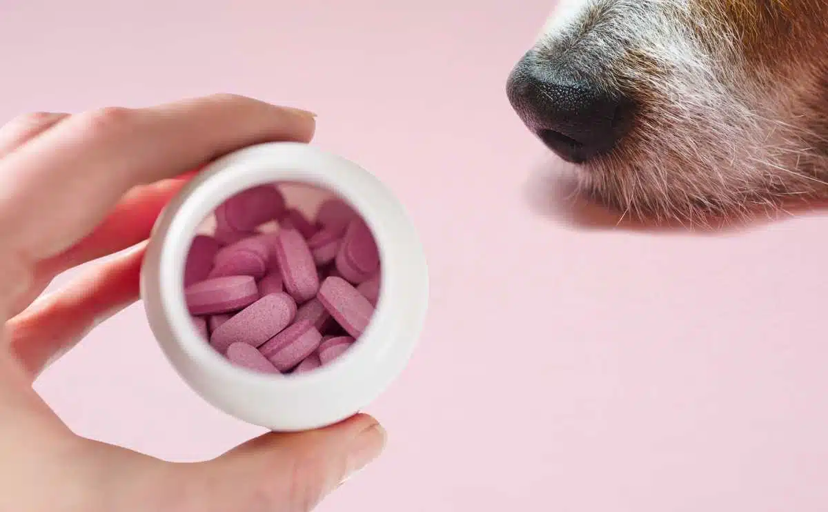 Een persoon die een fles Benadryl-pillen vasthoudt die neerkijkt op een hondensnuit op een roze achtergrond.