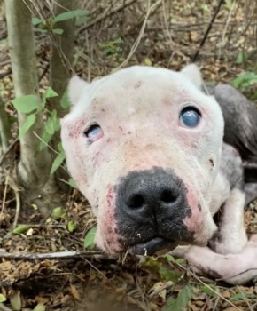 Blinde pitbull snakte ernaar om gered te worden, maar niemand kwam opdagen en toen hoorde ze een vrouw