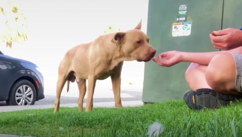 Dakloze pup at uit Guy's hand, maar toen hij dichterbij kwam, ging de hond ervandoor
