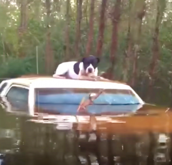 Gevangen hond zocht zijn toevlucht in zinkende auto terwijl het water om hem heen stroomde